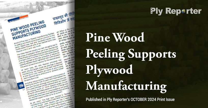 Pine Wood Peeling Supports Plywood Manufacturing