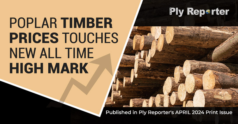 POPLAR TIMBER PRICES TOUCHES NEW ALL TIME HIGH MARK